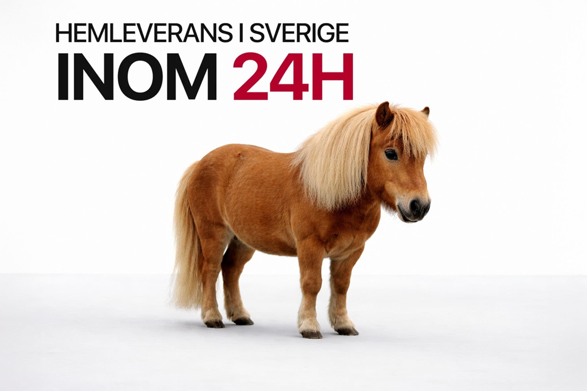 Liten men glad ponny, perfekt för nybörjaren!